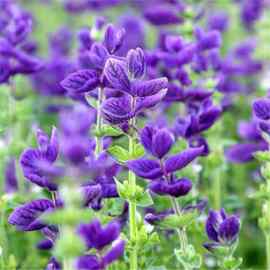 蓝萼鼠尾草种子彩苞蝶形洋苏草籽可食用花坛盆栽庭院花园阳台耐热