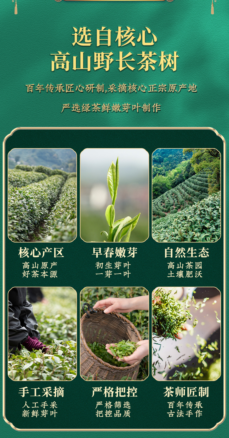 四大茗茶绿茶_03.jpg