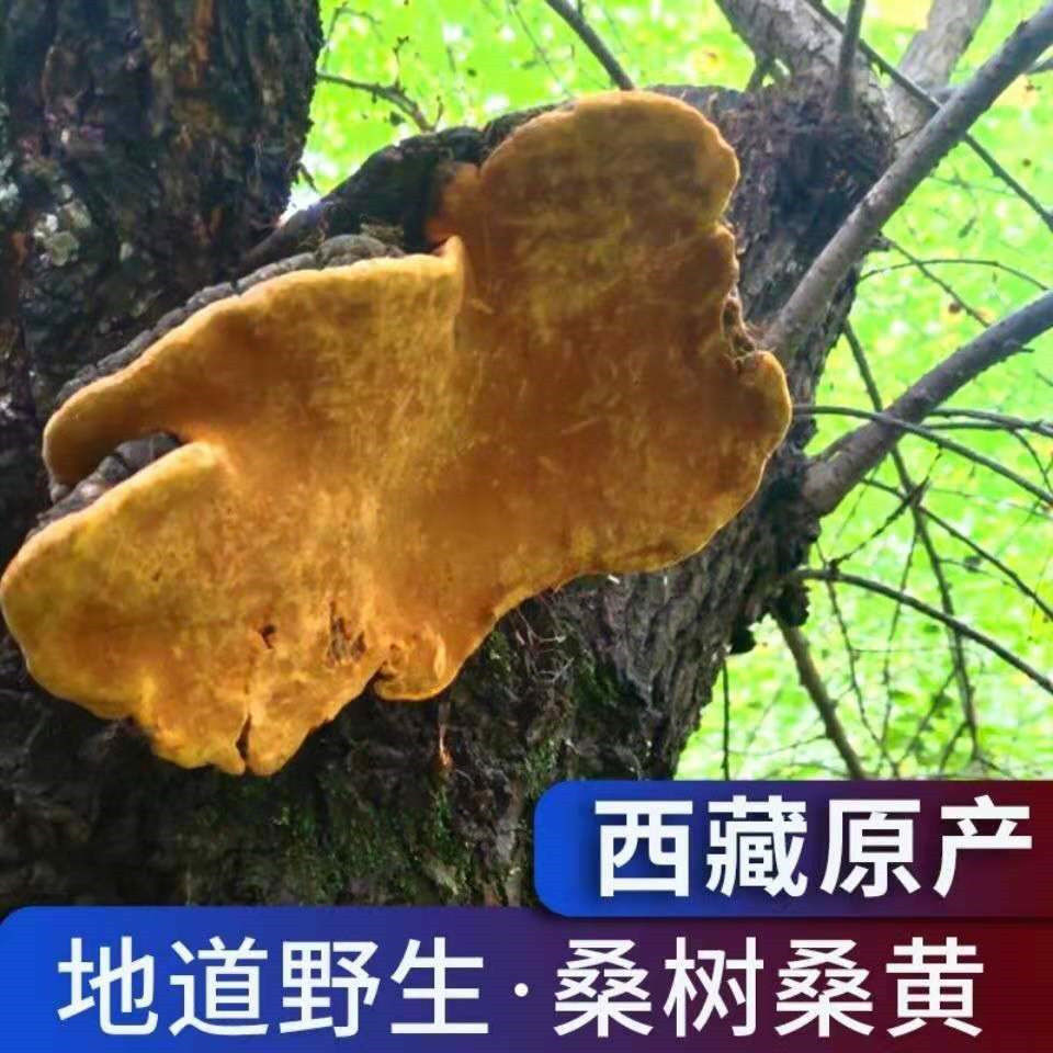 西藏桑黄桑树桑黄整枝桑黄非长白山桑黄野灵芝桑黄茶