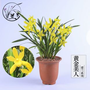 �m�� �S������ ���m�ļ��m�Ʒ�m��������S���Gֲ���Ի���