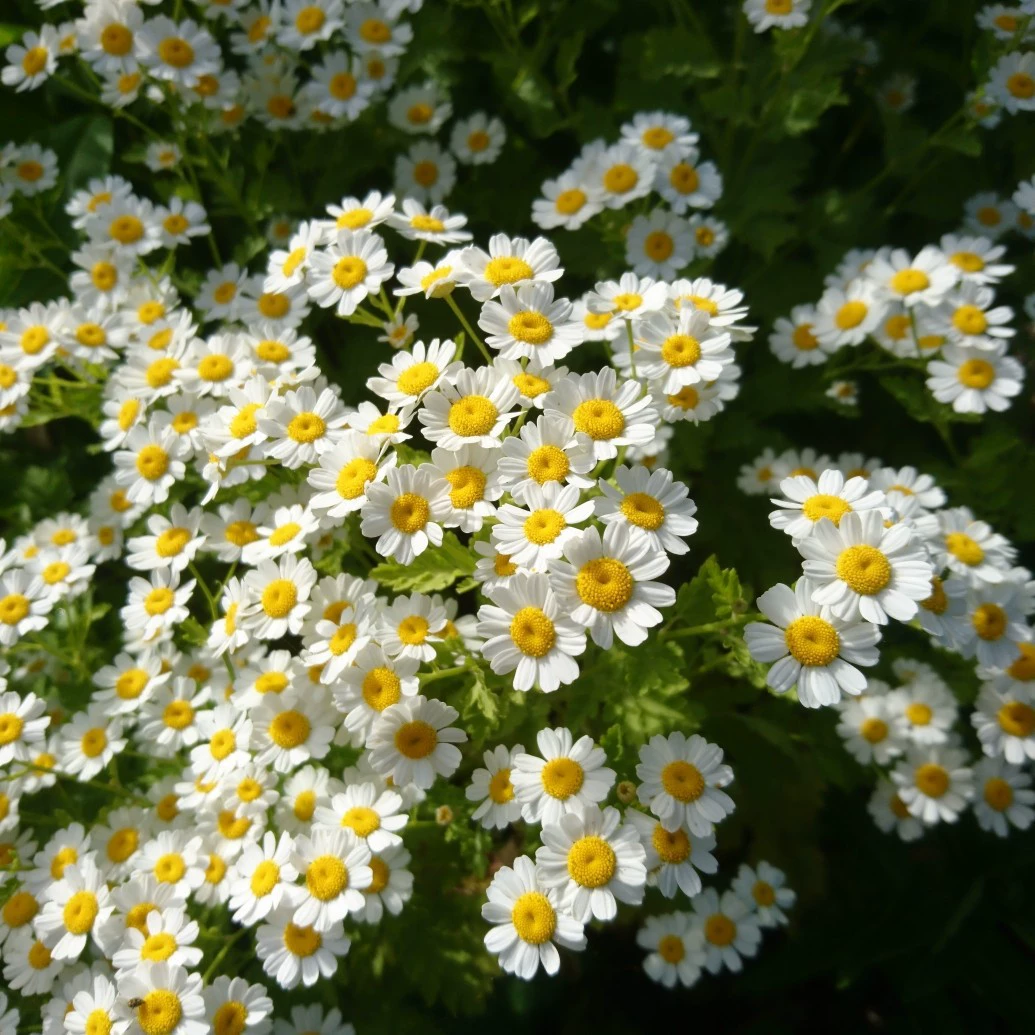 Белые хрустальные хризантемы цветок семена четыре сезона цветения легко жить цветок семена семян двор открытый цветок Семена балкон в горшке морозостойкий оттенок