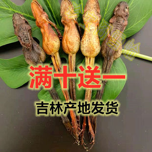 ѩ���L��ɽѩ�����B�w�͸������a��ѩ�������ܸ�10��12.15.18��