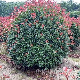 �t�~ʯ���ͥԺ�@�־G��������ľ���ⳣ��ֲ�����θߗU�t�~ʯ���