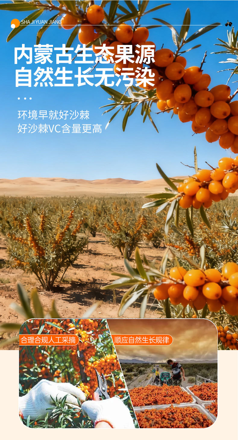 Wild Sea Buckthorn Juice Puree Bulk 200kg Drum Wholesale Inner Mongolia Small Fruit key features