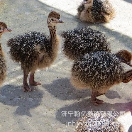 非洲鸵鸟脱温幼苗活体一对澳洲鸵鸟活苗养殖鸸鹋幼崽养殖技术包邮