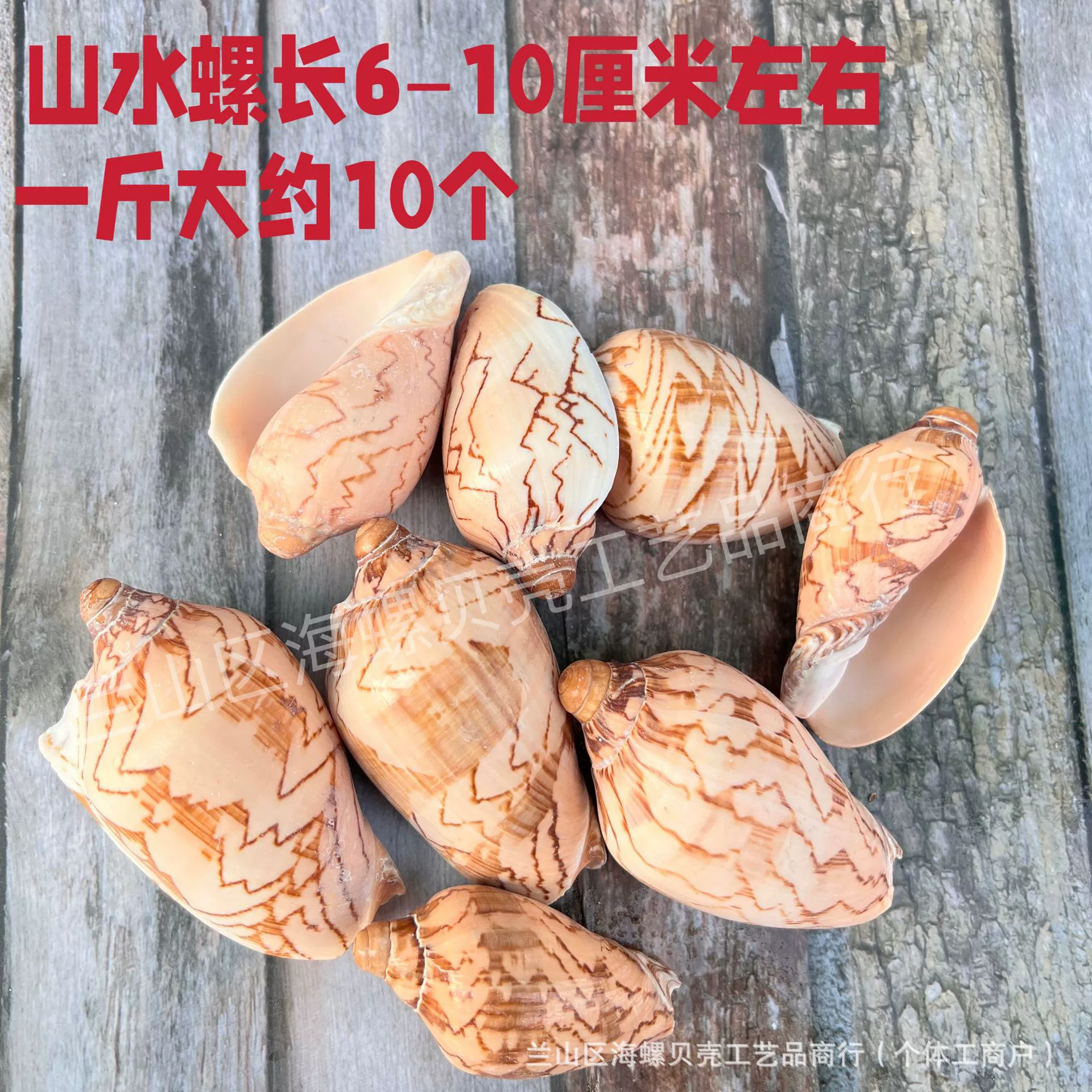 Shell Natural Shell Conch Stars Drifting Bottle Shell Crafts Wholesale Diy Handmade Shell Materials