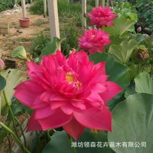 �ɻ��ذ��^�p�ɻ��Nź����ɏ����ɻ�����ˮ�B�ļ��_���̨����
