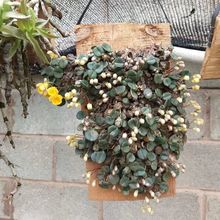 龟背石斛兰带花苞铁皮石斛盆栽球花鼓槌金钗天宫春石斛兰花卉绿植