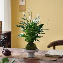 一帆风顺白掌盆栽水培植物苔藓球室内绿植桌面盆景客厅阳台花卉