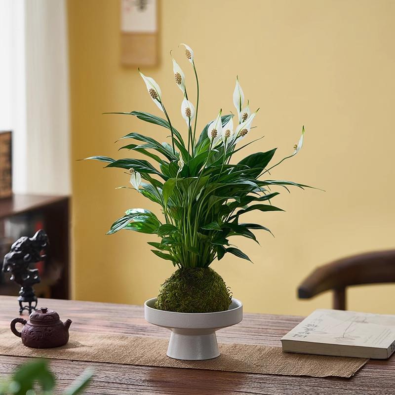 一帆风顺白掌盆栽水培植物苔藓球室内绿植桌面盆景客厅阳台花卉