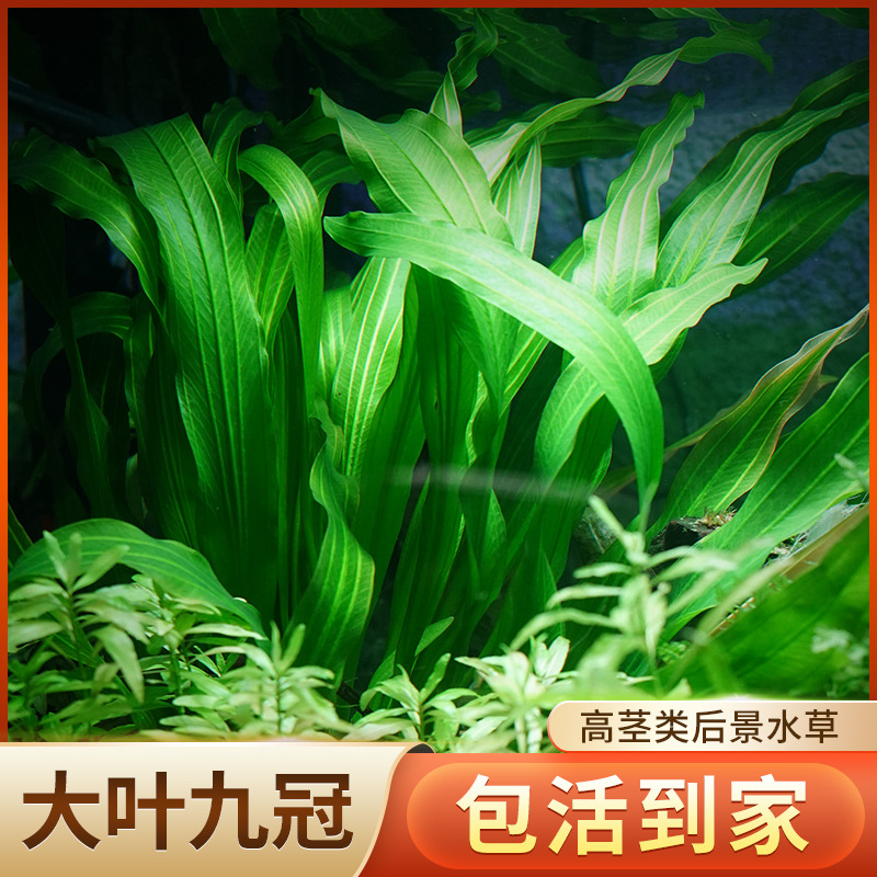 Nine crown Big leaf Aquatic herb living thing Aquatic herb bulk Aquatic herb Mini Nine crown Small nine bulk wholesale