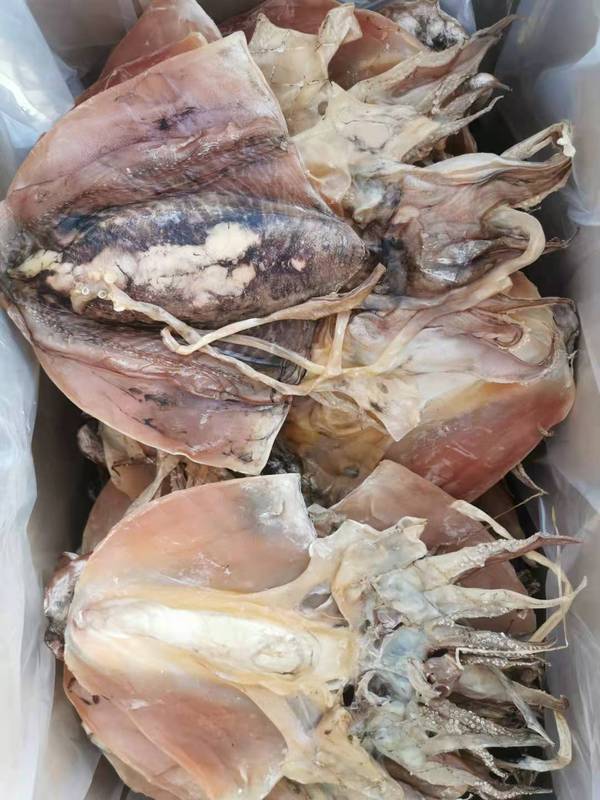 新品東海淡い乾燥イカ干し海産物目魚干しイカ500グラム袋入り|undefined