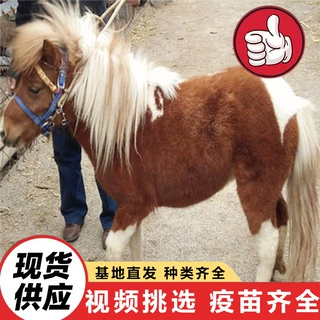 养殖场出售景区骑乘拍照矮马活体 成年袖珍矮脚马价格 国产小矮马