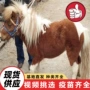 袖珍活体景区拍照矮马