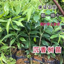 正宗海南沉香树苗名贵优质树种小苗白木香基地直销苗木