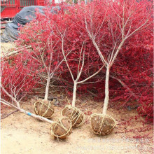 羳؛tձtt輧ЇtͥԺe·G