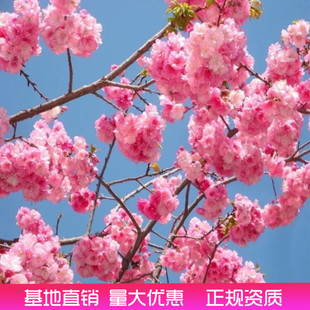 Authentic Japanese Grafted Saplings, North and South Courtyard Potted Garden Plant Seedlings, Landscape Trees
