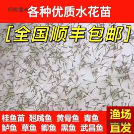 水花鱼苗批发鲫鱼鱼桂鱼大头花鲢白鲢青鱼鲤鱼武昌鱼翘嘴鱼麦太保