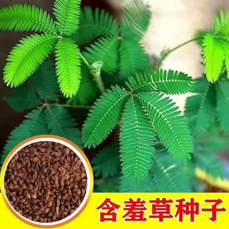 Семена мимозы, цветы и растения в горшках круглый год, семена для посадки на балконе, во дворе, легко выращивать семена цветов в горшках, стеснительная трава