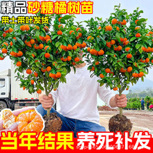 沙糖桔树苗地栽盆栽南方北方种植正宗广西砂糖橘橙子无籽树果苗