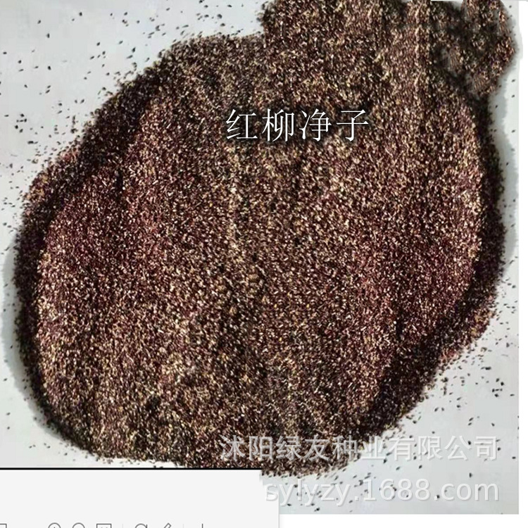 批发红柳种子