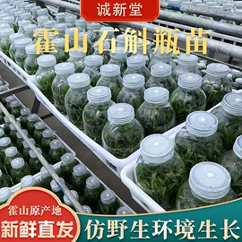 石斛/枫斗;盆栽