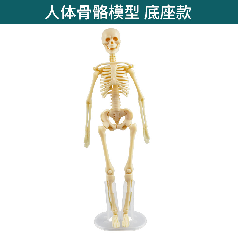 Juguetes transfronterizos Educación temprana Órganos humanos Modelos esqueléticos Conjunto de ciencia y educación Estudiantes de primaria y secundaria Ensamblaje de bricolaje Rompecabezas para niños