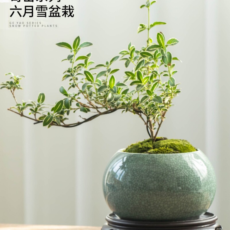 国风开墨哥窑文竹禅意中式绿植花盆陶瓷家用桌面装饰盆栽摆件|undefined