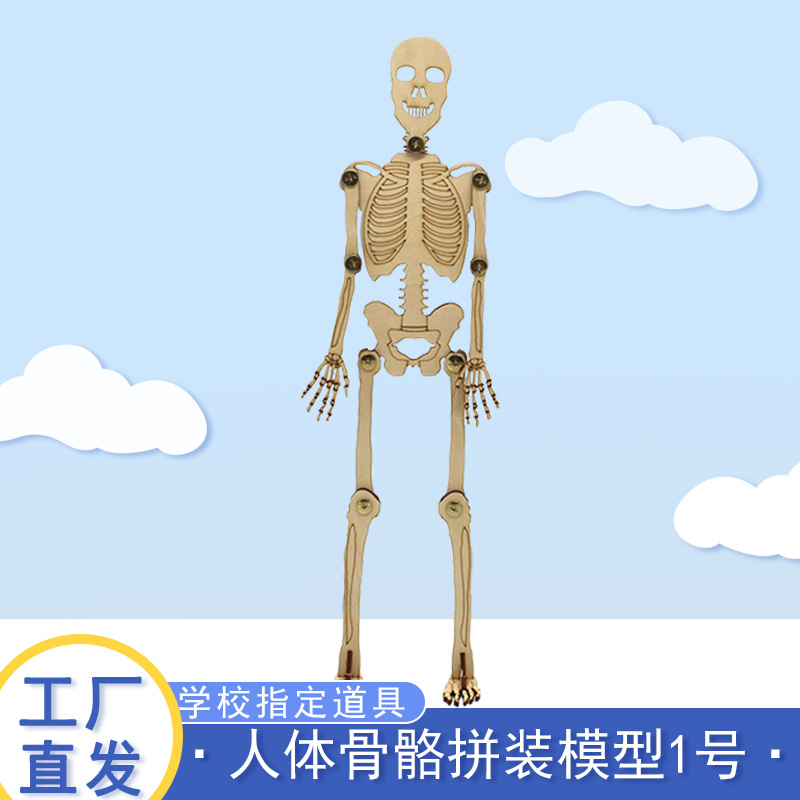 Modelo de montaje de huesos humanos No. 1