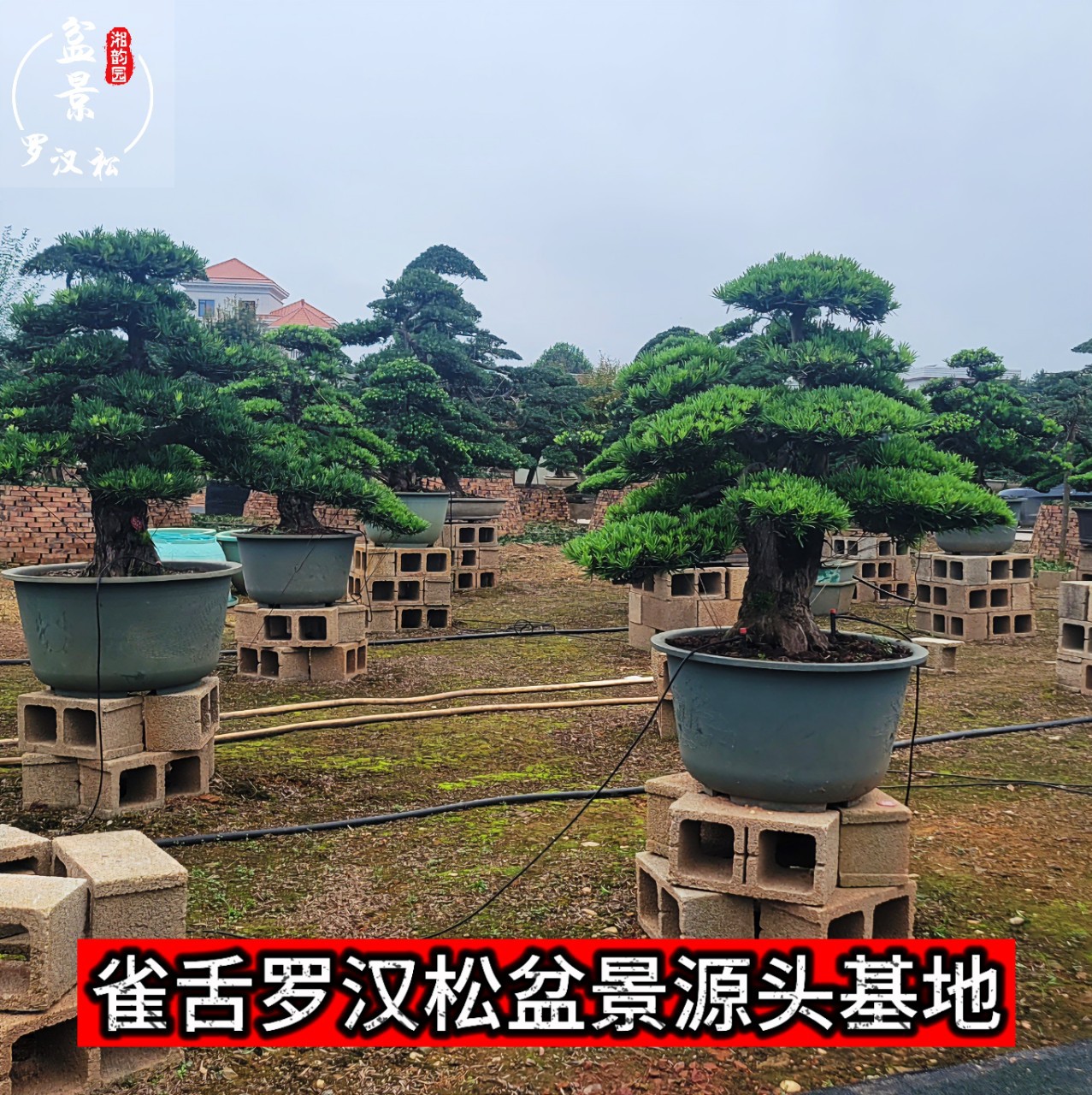 雀舌罗汉松盆景入户迎客花卉真树净化空气适合办公桌室内室外景观