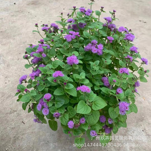 ޽���E�^�����Թ��@ͥԺ���^���R�^��ֲ��