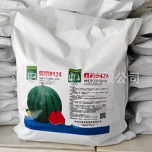 批发原装5斤装麒麟8424无籽西瓜种籽多种蔬菜水果瓜果蔬菜苗种孑