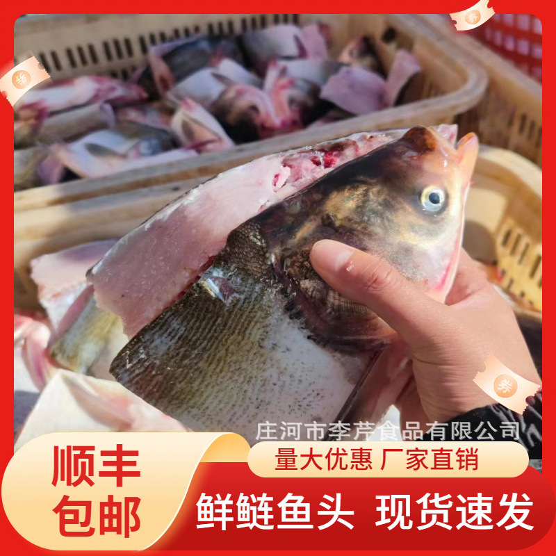 李芹活鱼 新鲜鲢鱼头/胖头鱼头 鲜鱼头剁椒鱼头半成品 顺丰包邮