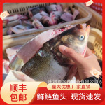 李芹活鱼 新鲜鲢鱼头/胖头鱼头 鲜鱼头剁椒鱼头半成品 顺丰包邮