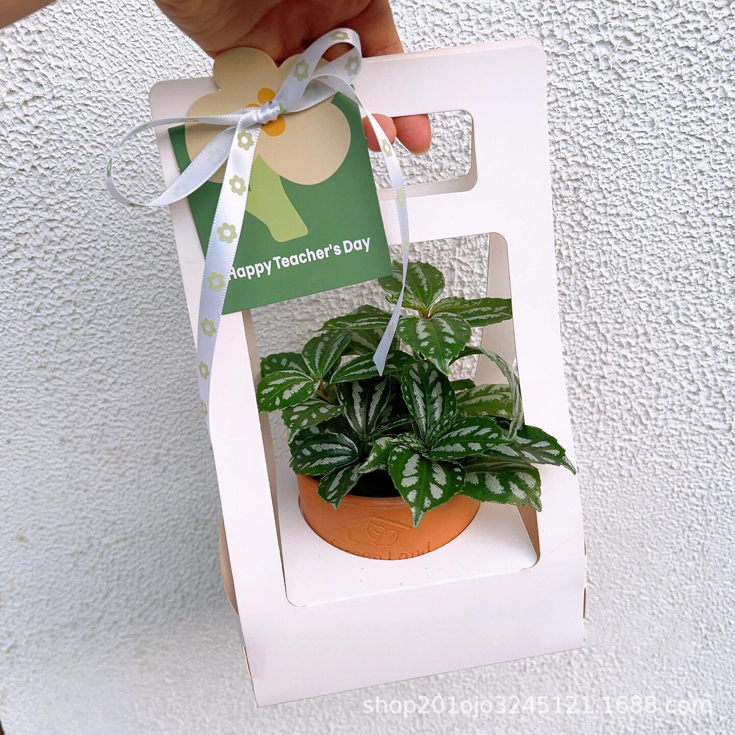 盆栽大号 (3).jpeg