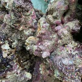 免爆藻石活石新鲜高钙深海片状海水过滤鱼缸珊瑚缸多孔生物造景石