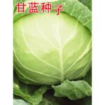 甘蓝种子大头菜包菜种籽大全牛心甘蓝农科院包菜种孑卷心菜中甘21