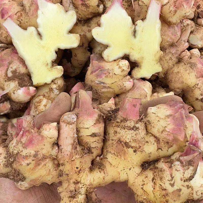 贵州小黄姜今年新姜生姜姜种子新鲜时今蔬菜高山姜月子姜土姜包邮