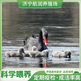 �������Bֳ�����Z���w�� �����Z������w���� ��������Z���B��