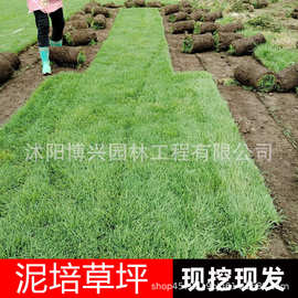 草皮真草坪带泥土别墅花园绿化四季青果岭草台湾草马尼拉草皮批发