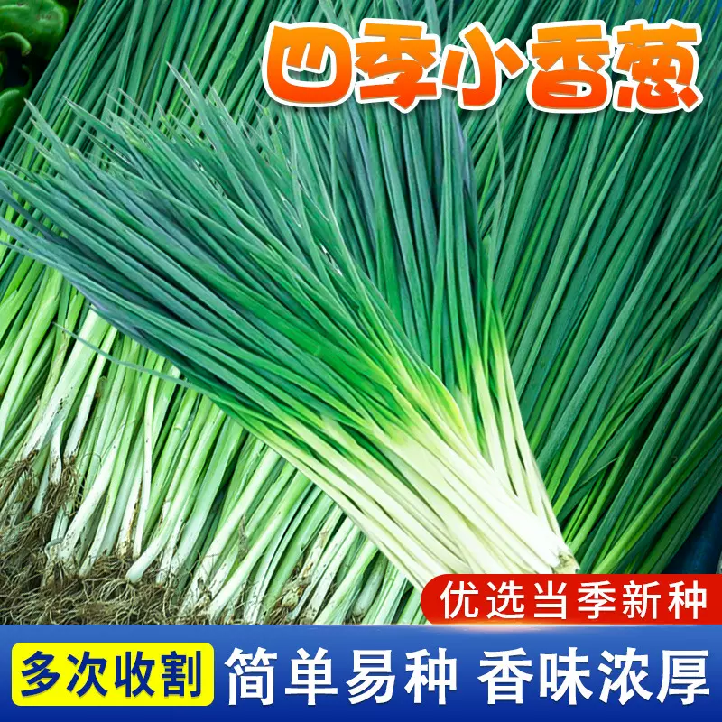 【四季小香葱】小分葱小香葱种子阳台盆栽农家庭院种植蔬菜默认项
