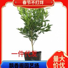 ����������Ҋ���٘��� ����Ҋ���Ә��� ��˹�۸��ټ޽���������