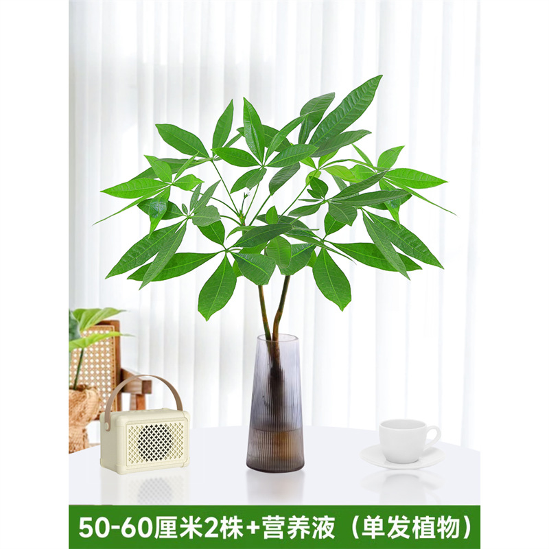 50-60cm 머니트리 [단일식물 2개] 영양액 1팩 포함