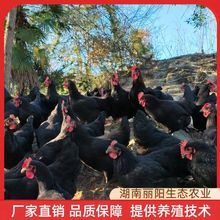 批发黑土鸡活体运输小鸡仔另有乌骨鸡活苗出壳一日龄农村放养土鸡