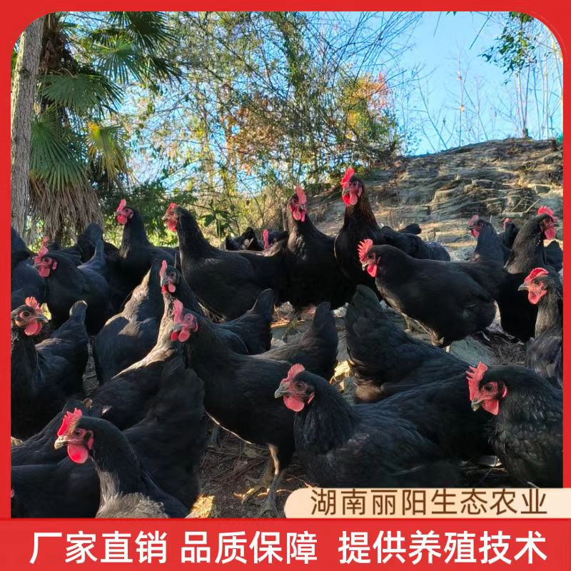 批发黑土鸡活体运输小鸡仔另有乌骨鸡活苗出壳一日龄农村放养土鸡