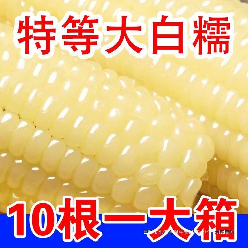 东北玉米糯玉米新鲜现摘真空装包即食软糯香甜粘白玉米棒代餐苞米|undefined