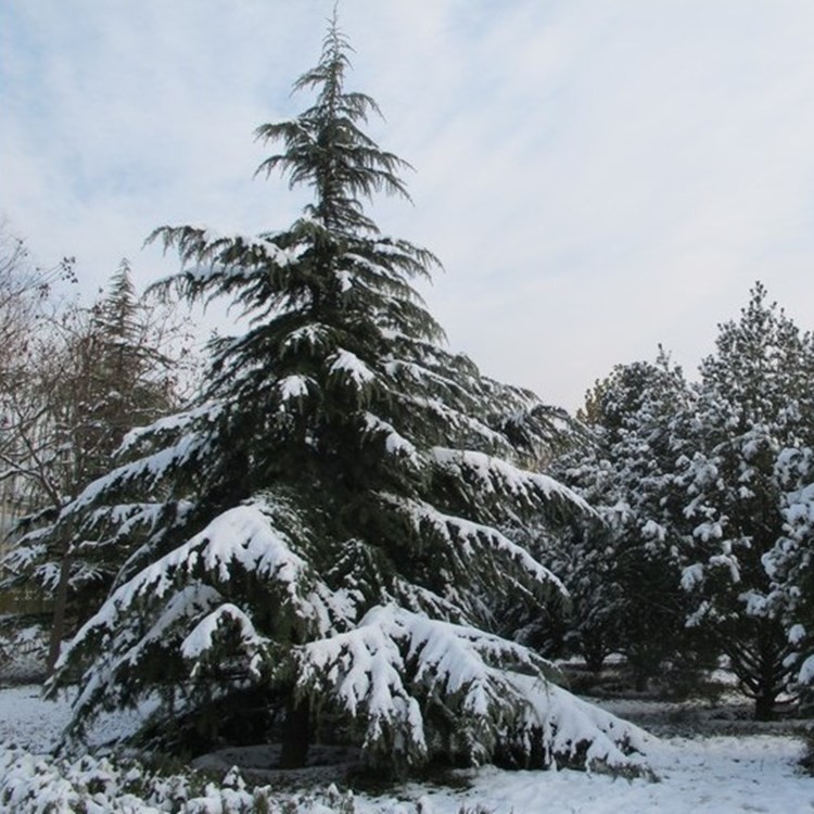 雪松四季常青绿化松柏风景树盆景行道树乔木松树庭院别墅观赏苗木