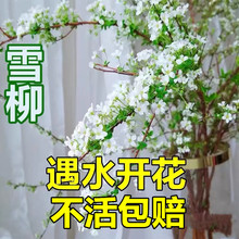 ѩ���r֦�ذ��֦֧��ѩ��ˮ��Gֲ���҃Ȼ�������ˮ�B��ˮ�_�r��