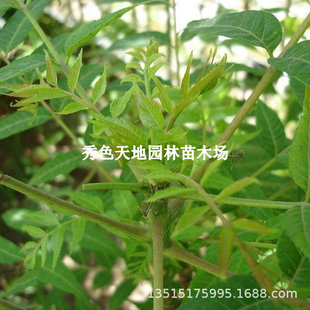 Toona Sinensis Saplings, Authentic Red Oil Toona Sinensis Saplings, Potted Plants Planted in the Ground, Picked and Eaten in the Same Year, Edible Toona Sinensis Saplings
