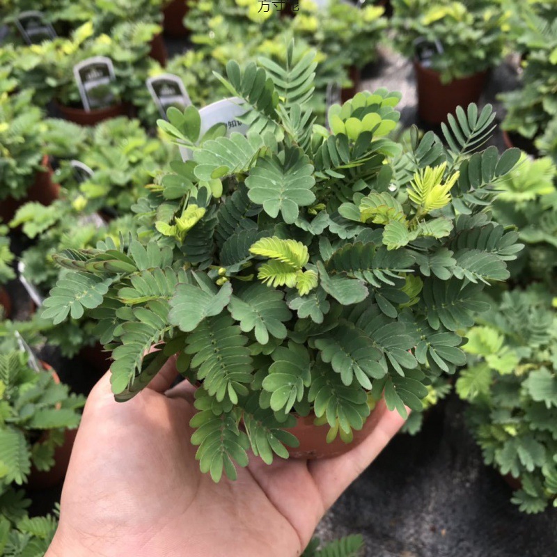 含羞小盆栽植物室内阳台电脑桌迷你害羞绿植幼儿园桌上盆栽花批发